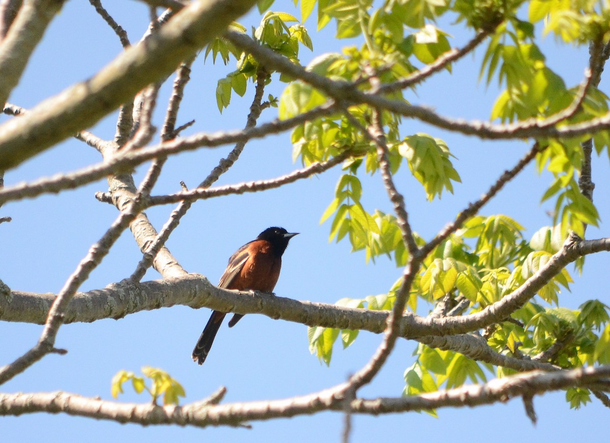 Orchard Oriole - ML620424321