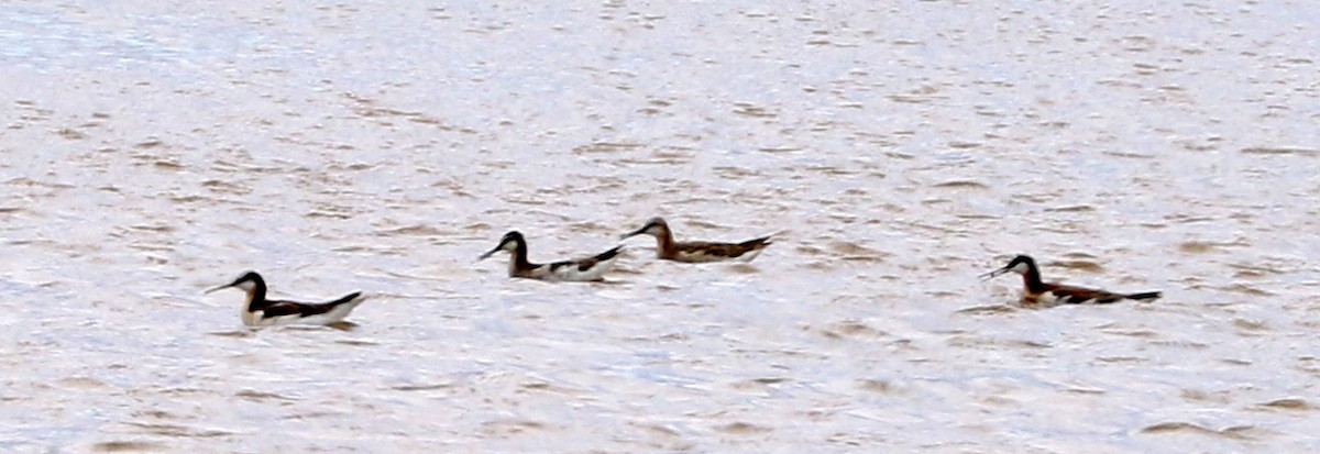 Wilson's Phalarope - ML620424322