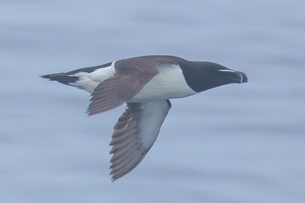 Razorbill - ML620424328