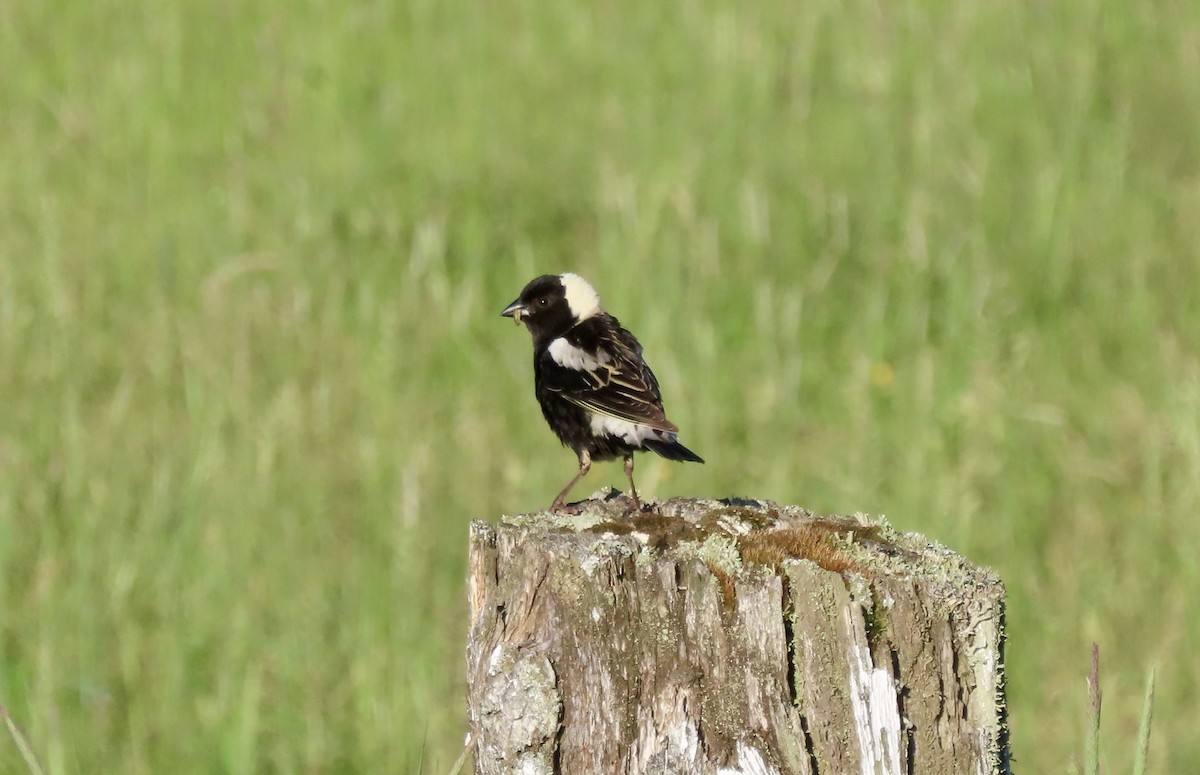 Bobolink - ML620424338