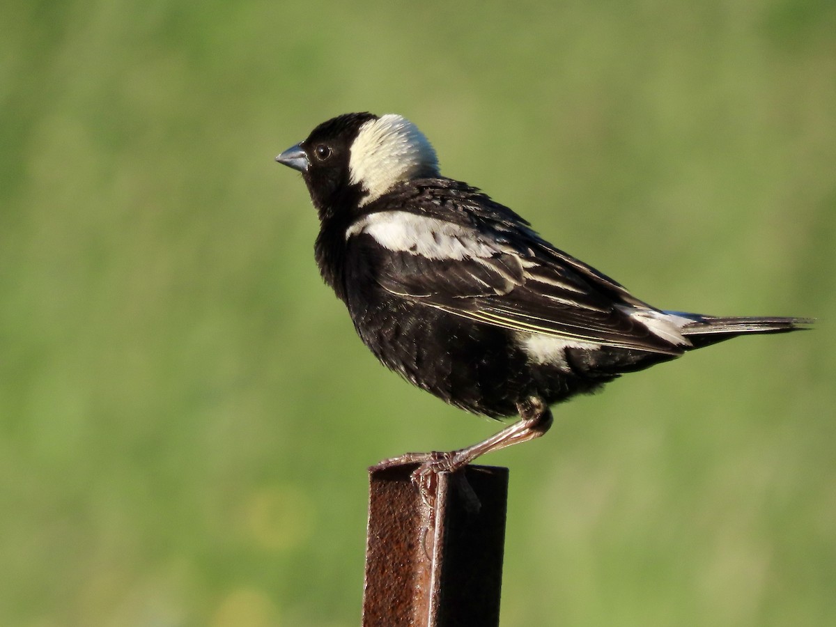 Bobolink - ML620424339