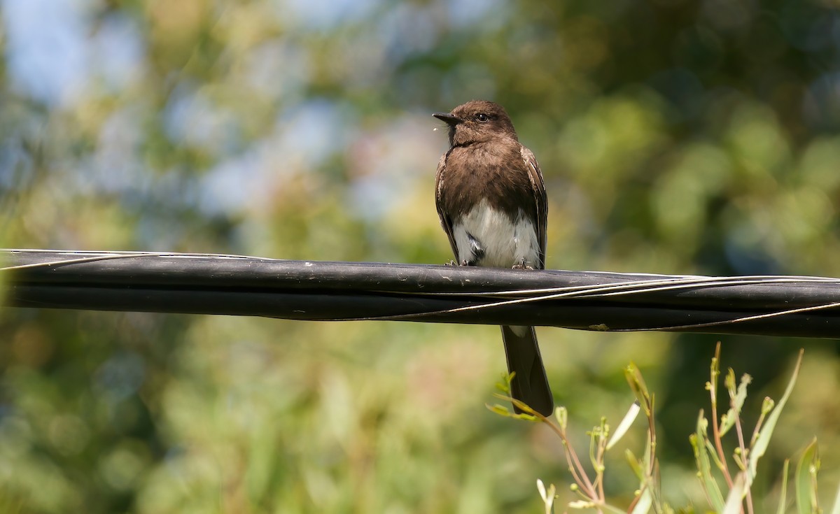 Black Phoebe - ML620424351