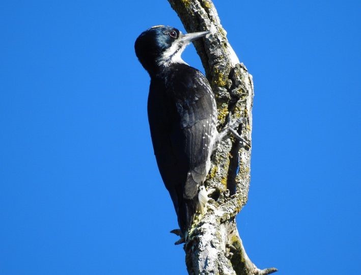 Black-backed Woodpecker - ML620424353