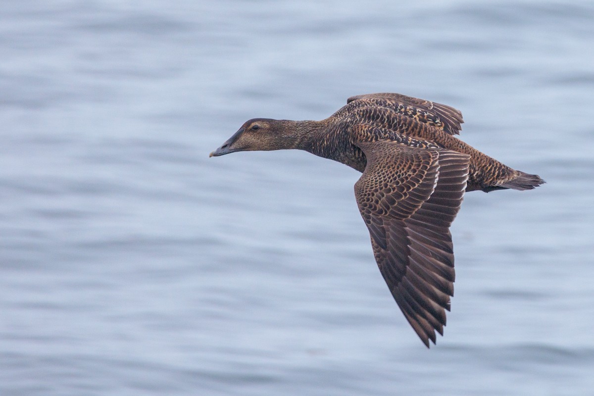 Common Eider - ML620424361