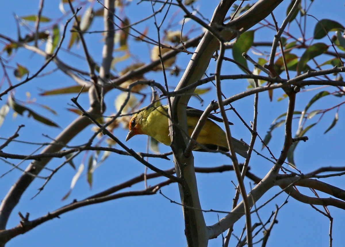 Western Tanager - ML620424364