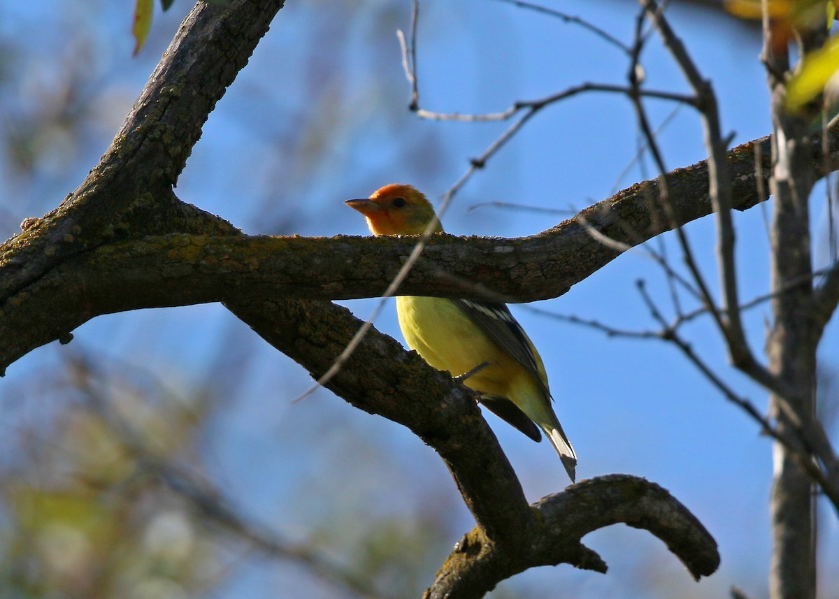 Western Tanager - ML620424366