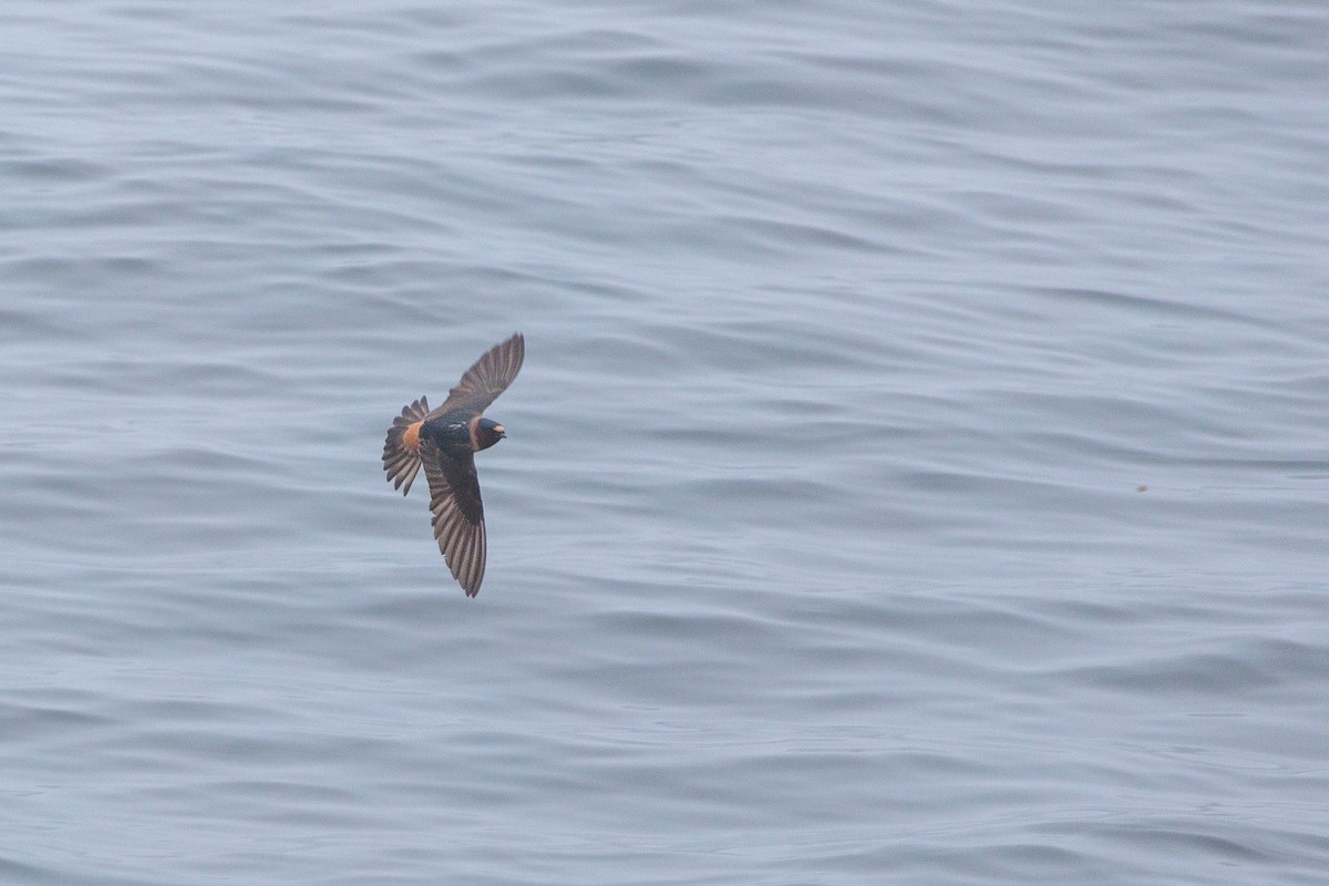 Cliff Swallow - ML620424379