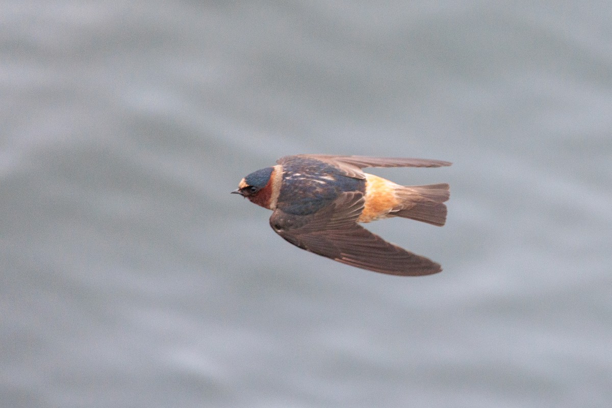 Cliff Swallow - ML620424380