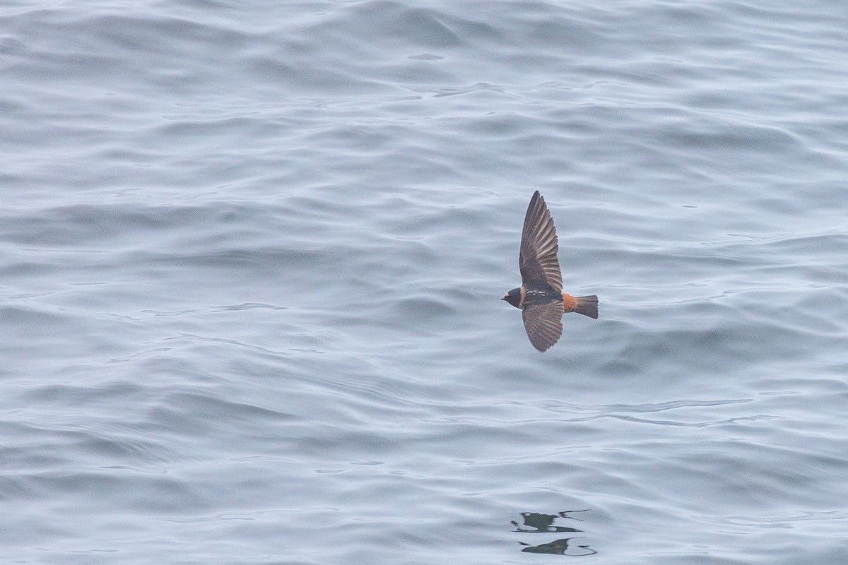 Cliff Swallow - ML620424382