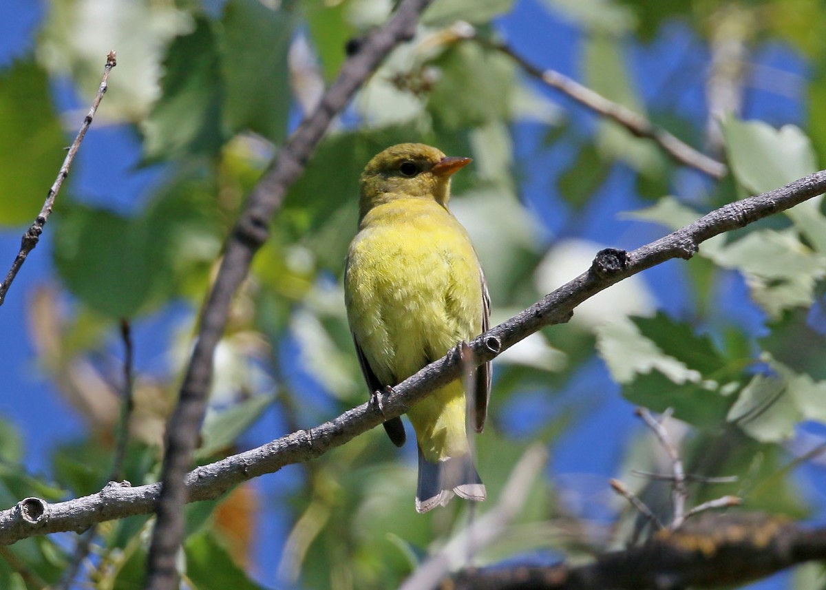 Western Tanager - ML620424391