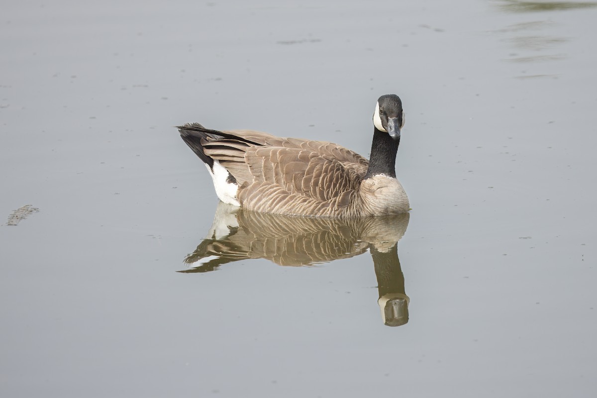 Canada Goose - ML620424392