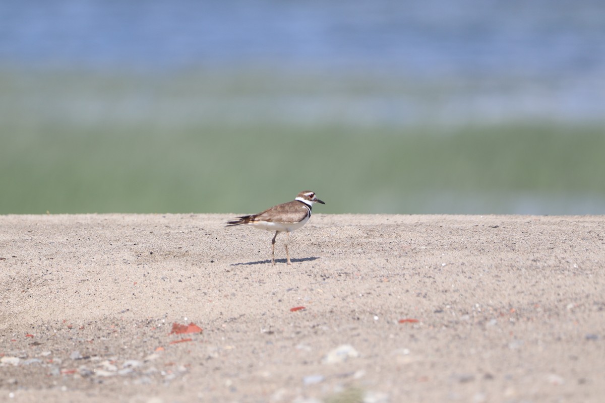 Killdeer - ML620424396