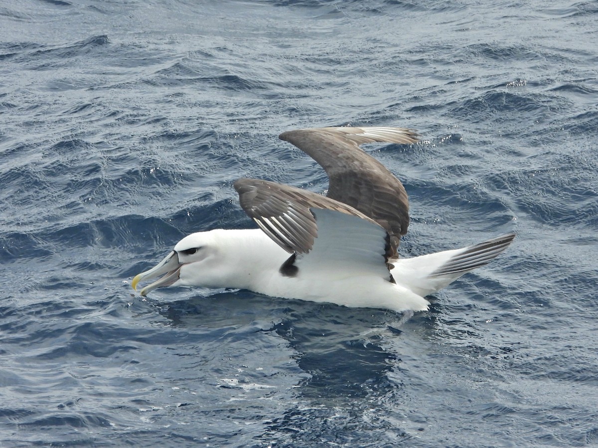 White-capped Albatross - ML620424411