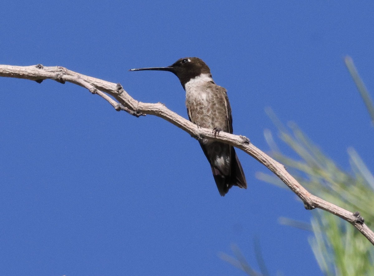 Black-chinned Hummingbird - ML620424441