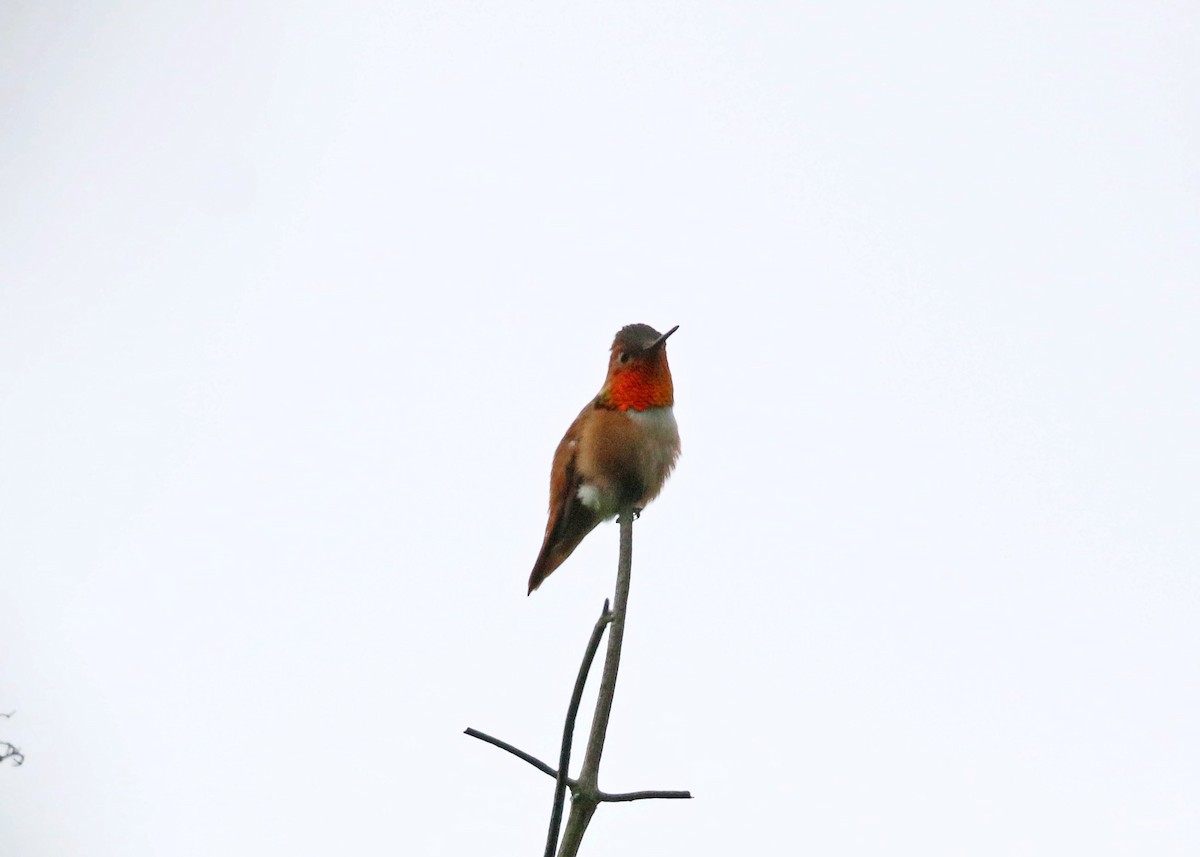 Rufous Hummingbird - ML620424448