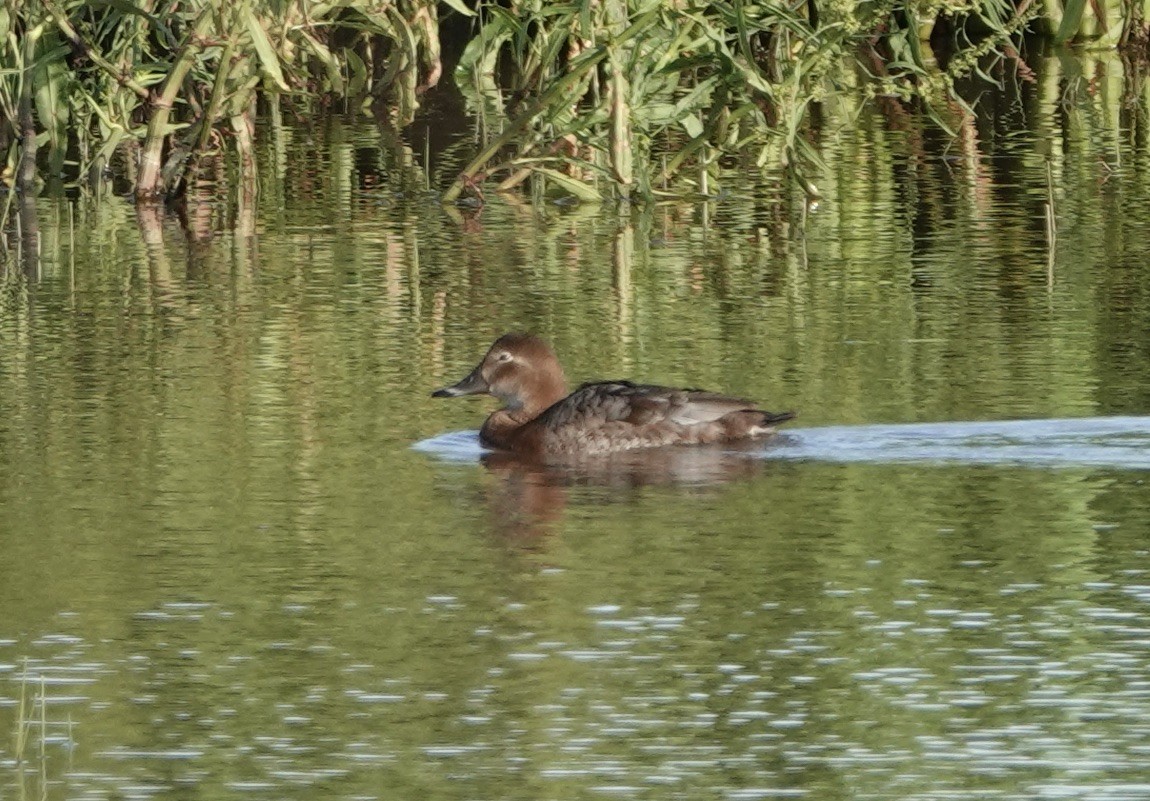 Common Pochard - ML620424450