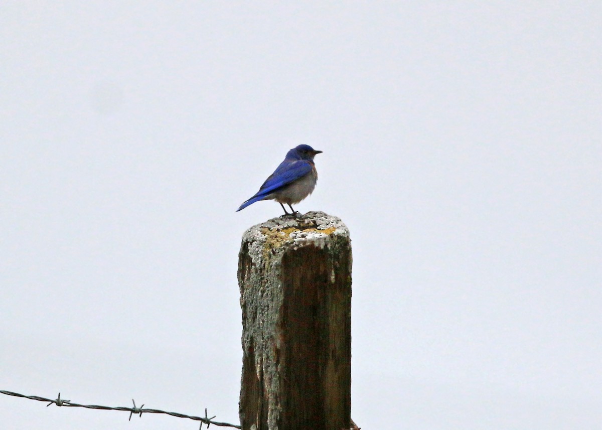 Western Bluebird - ML620424452