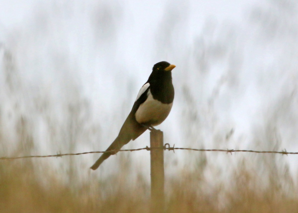 Yellow-billed Magpie - ML620424453