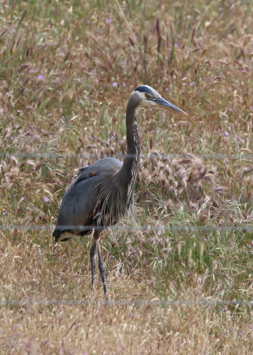 Garza Azulada - ML620424461