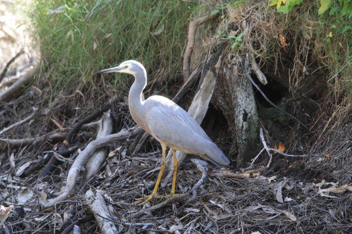 White-faced Heron - ML620424462