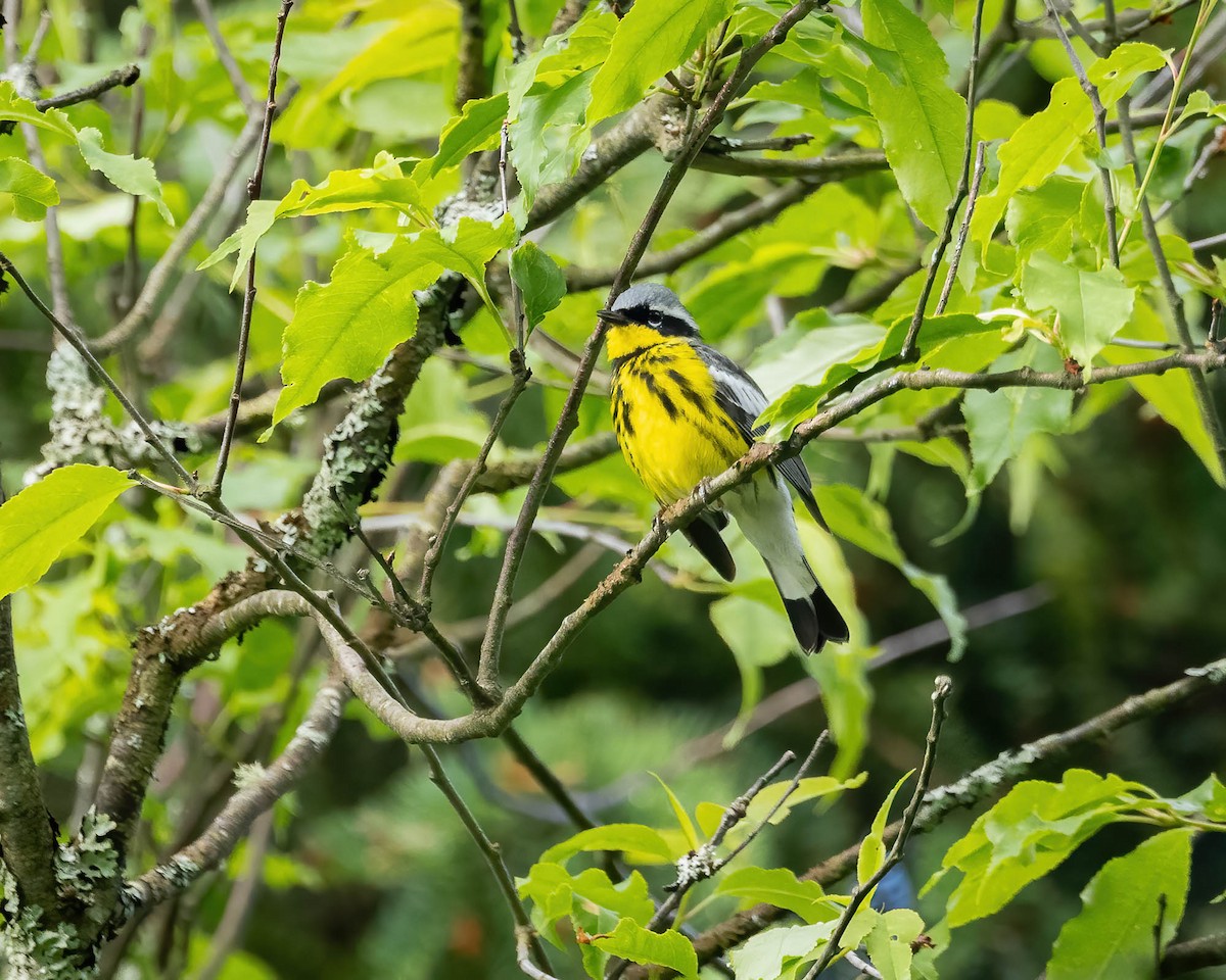 Magnolia Warbler - ML620424464