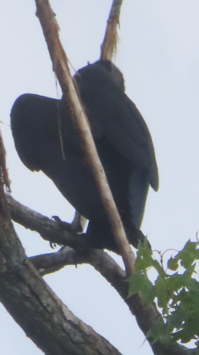 Black Vulture - ML620424472