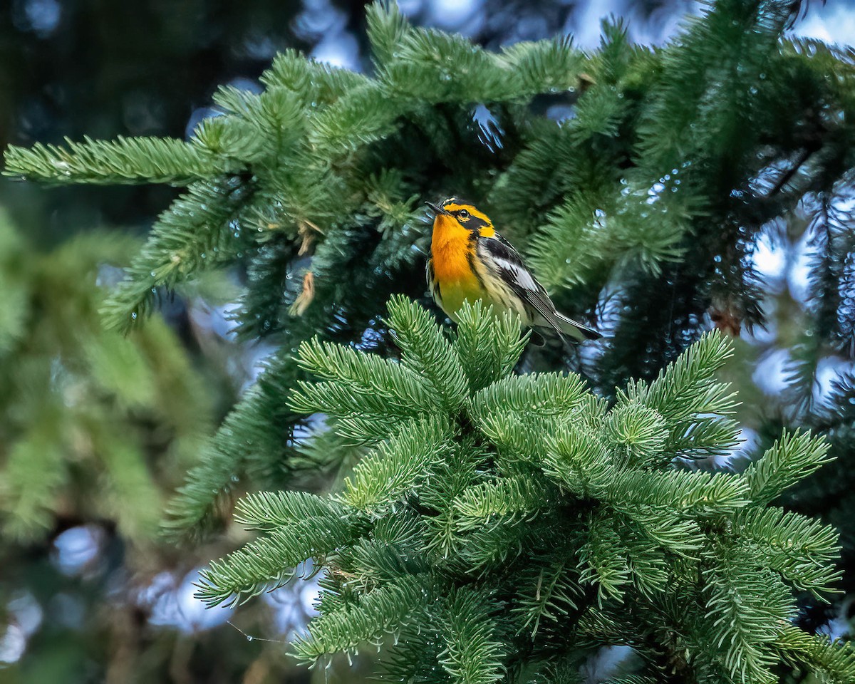 Blackburnian Warbler - ML620424474