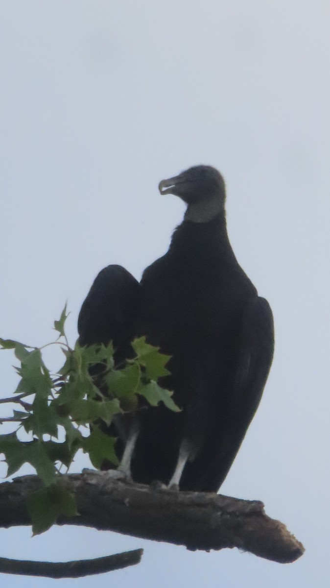 Black Vulture - ML620424476