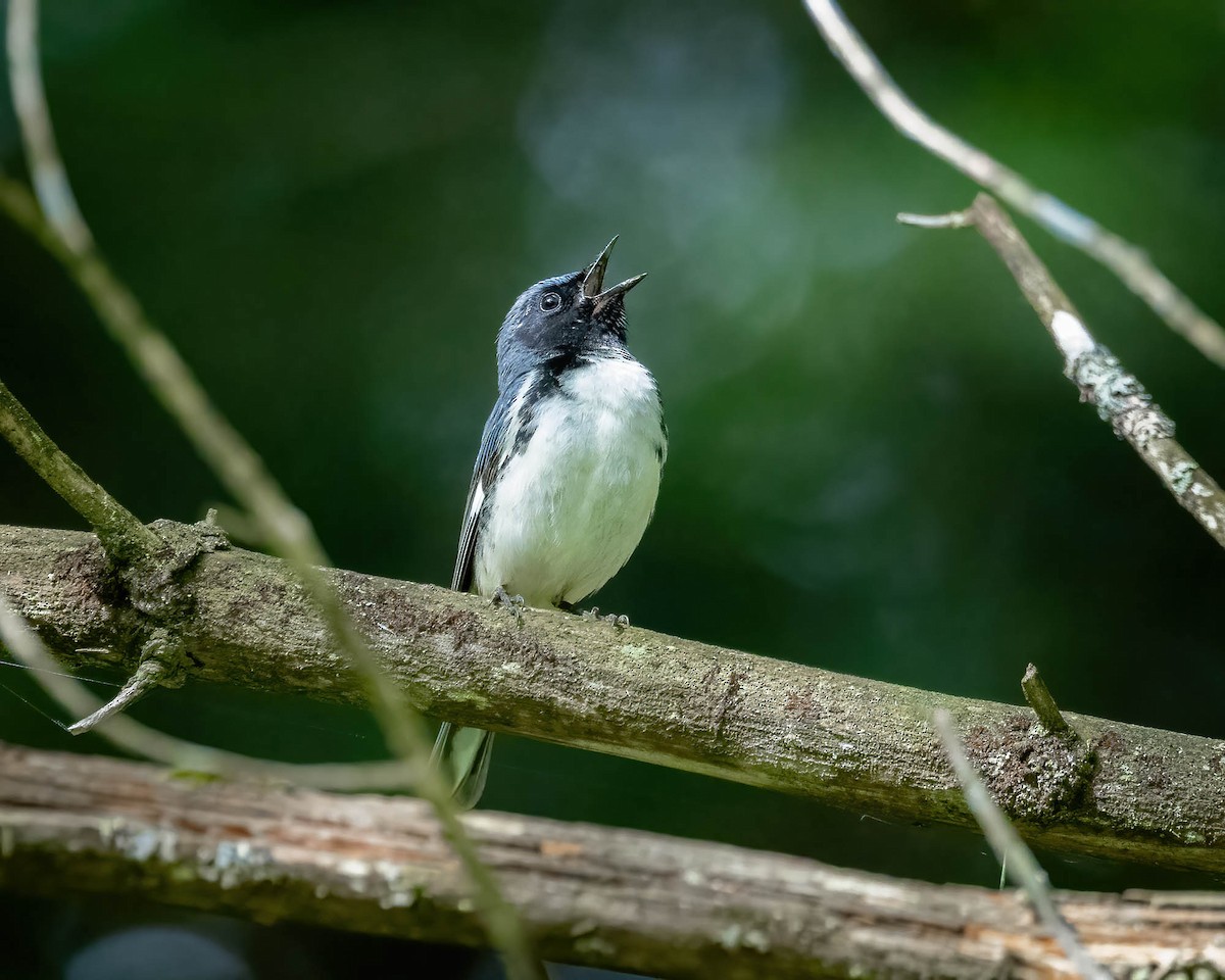 Black-throated Blue Warbler - ML620424477