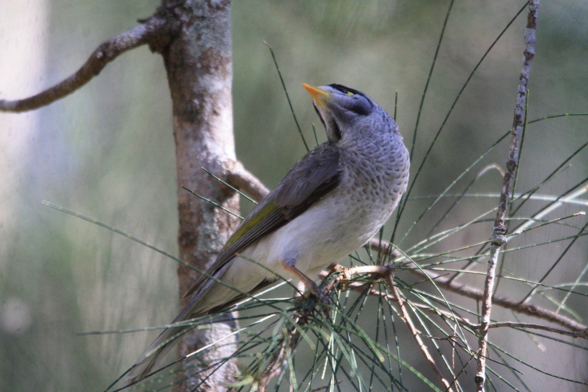 Weißstirn-Schwatzvogel - ML620424482