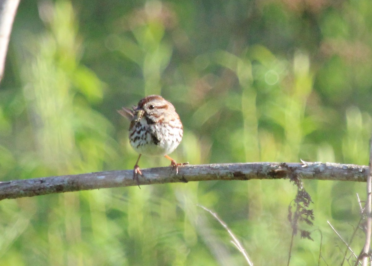 Song Sparrow - ML620424495