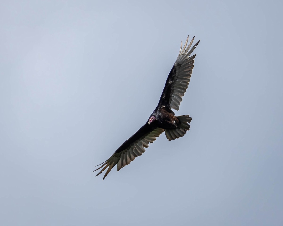 Turkey Vulture - Derek Spencer