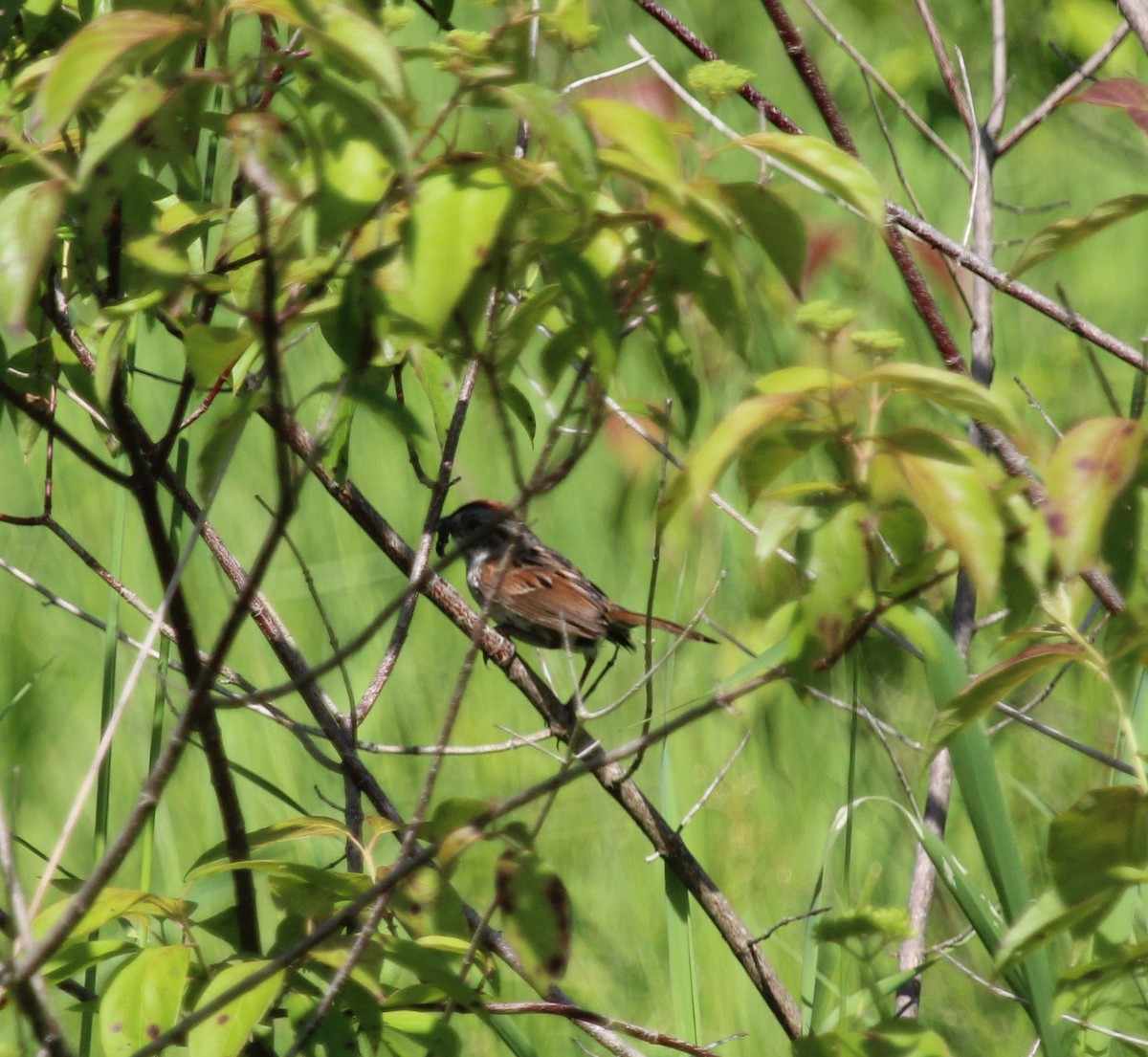 Swamp Sparrow - ML620424497