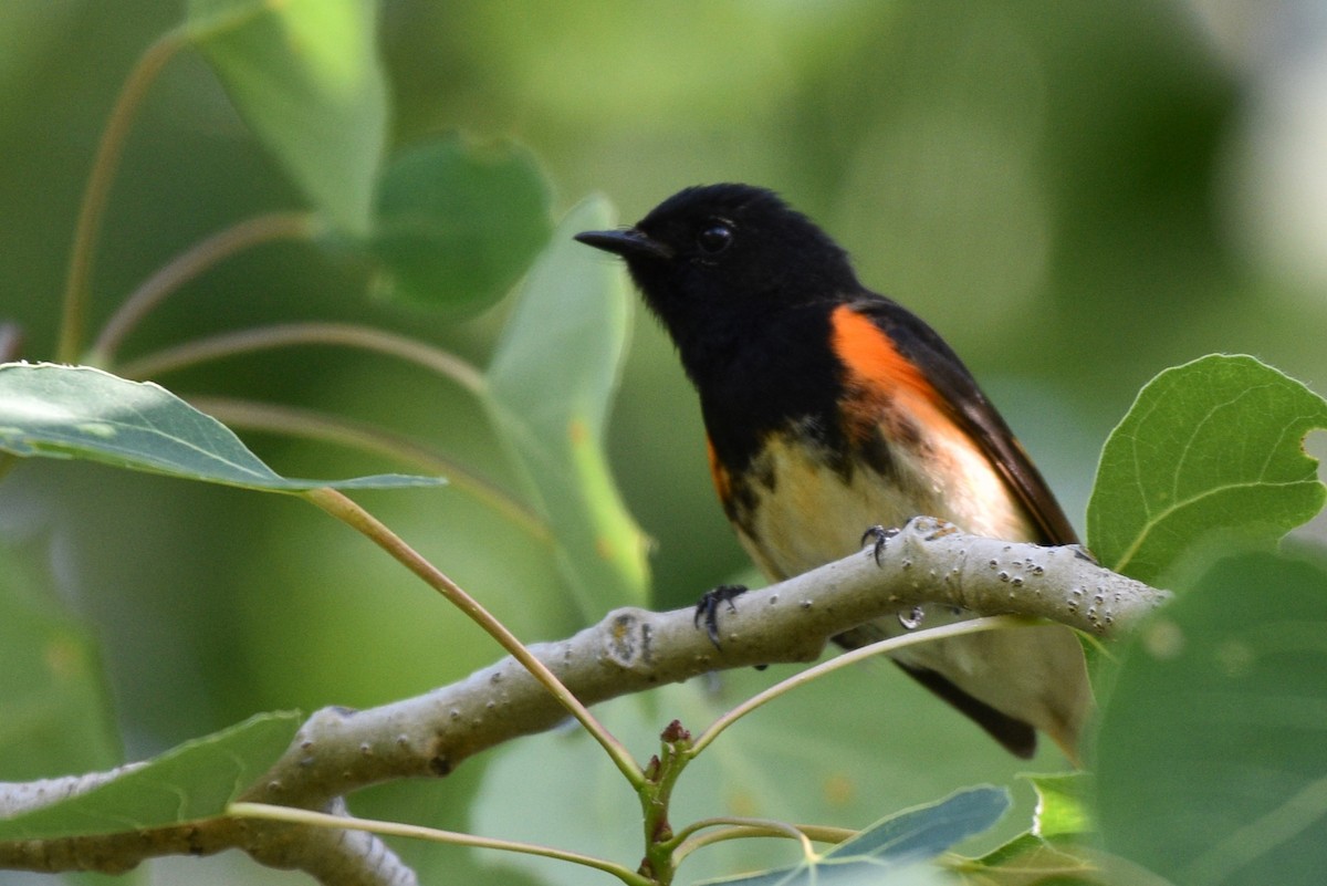 American Redstart - ML620424502