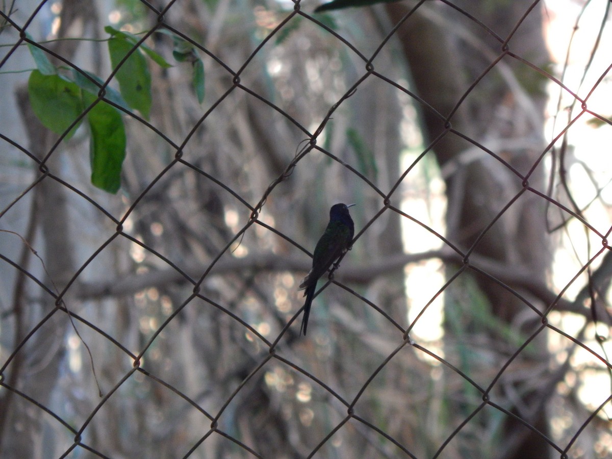 Swallow-tailed Hummingbird - ML620424504