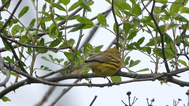 Prairie Warbler - ML620424507