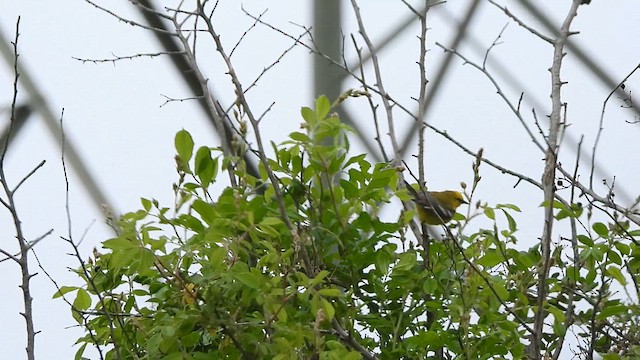 Blue-winged Warbler - ML620424511