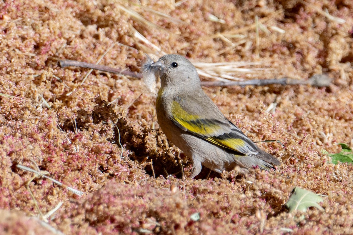 Lawrence's Goldfinch - ML620424515