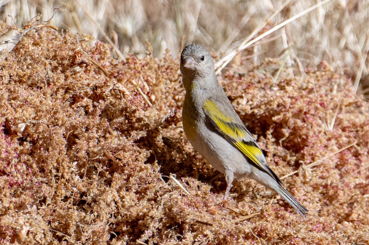 Lawrence's Goldfinch - ML620424516