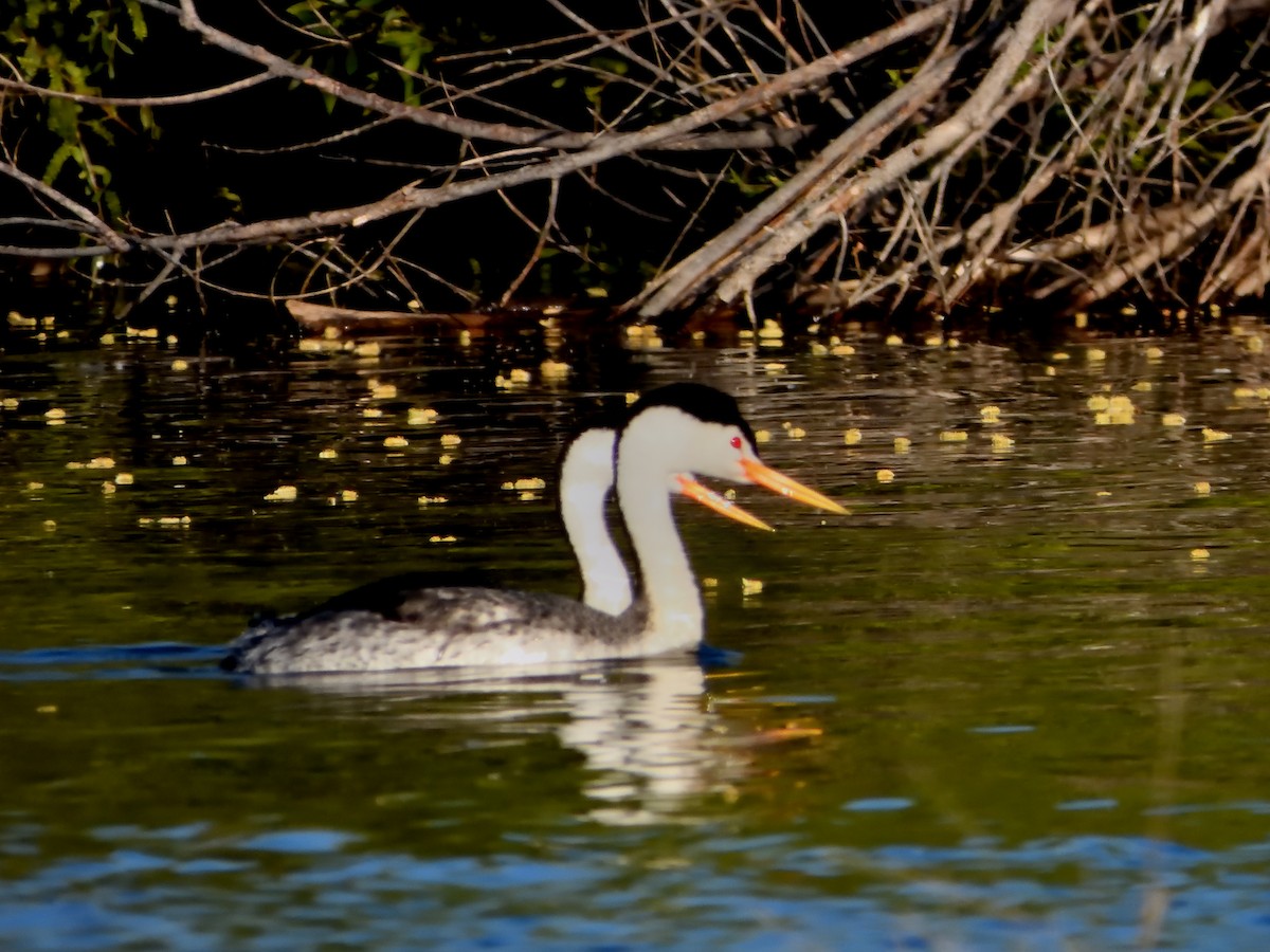 Clark's Grebe - ML620424517