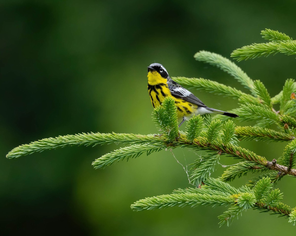 Magnolia Warbler - ML620424527