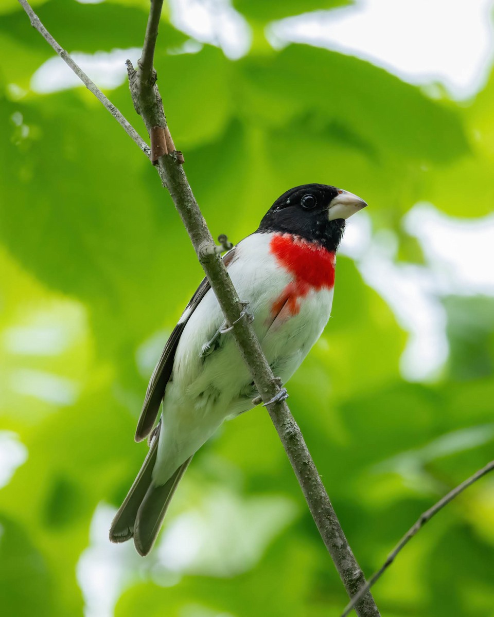 Rose-breasted Grosbeak - ML620424529