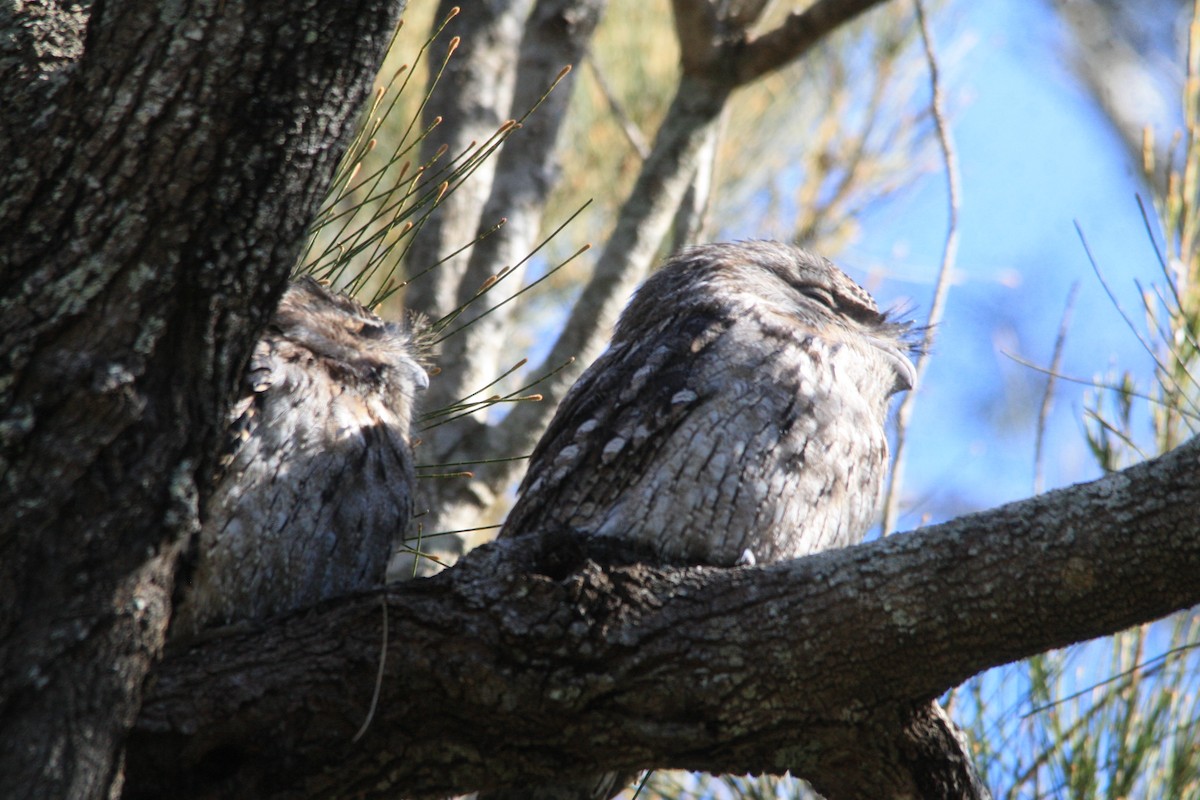 Tawny Frogmouth - ML620424532