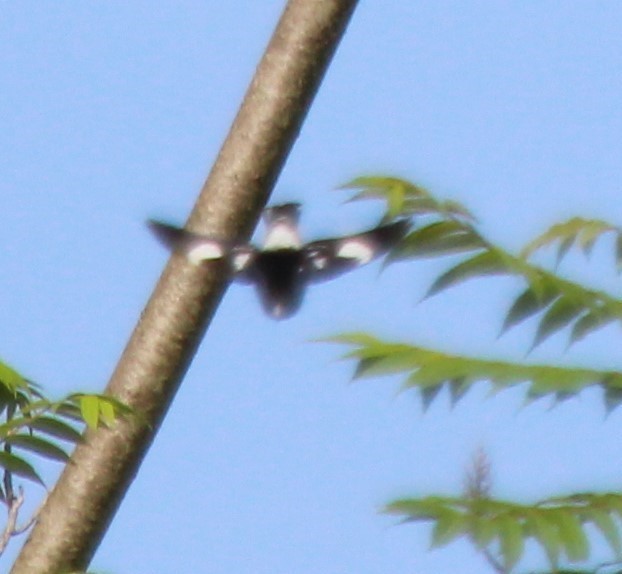 Rose-breasted Grosbeak - ML620424538