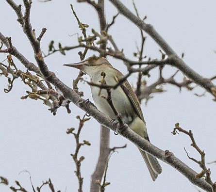 Black-whiskered Vireo - ML620424542