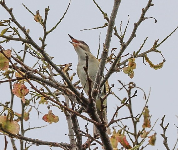 Black-whiskered Vireo - John Scavetto