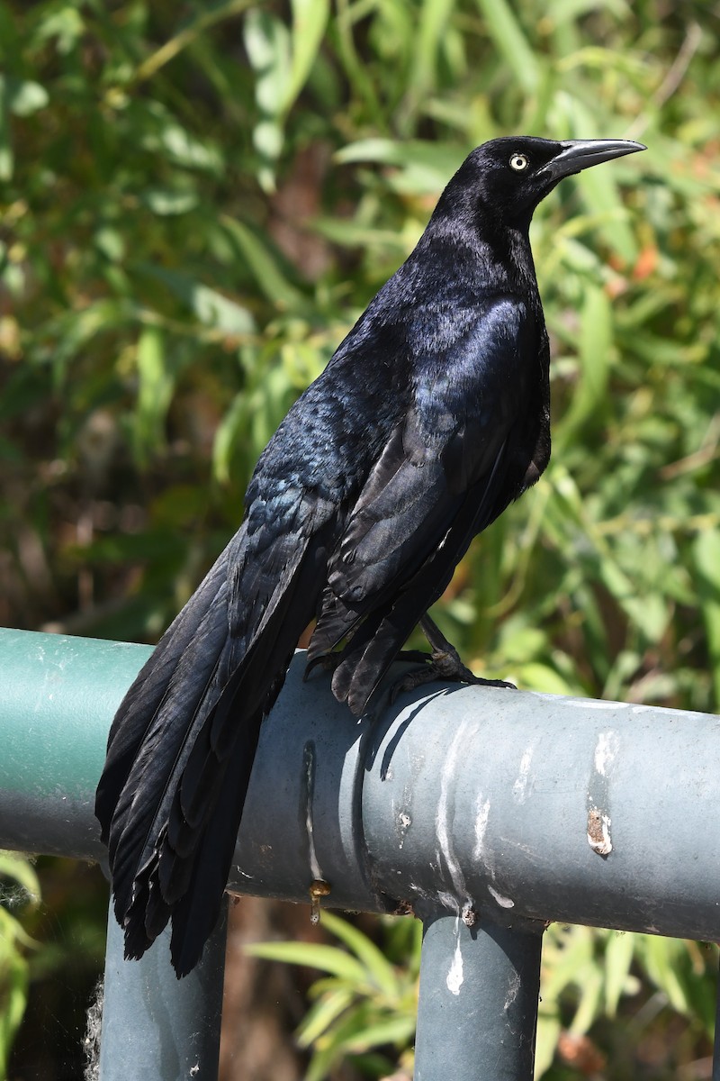 Great-tailed Grackle - ML620424551