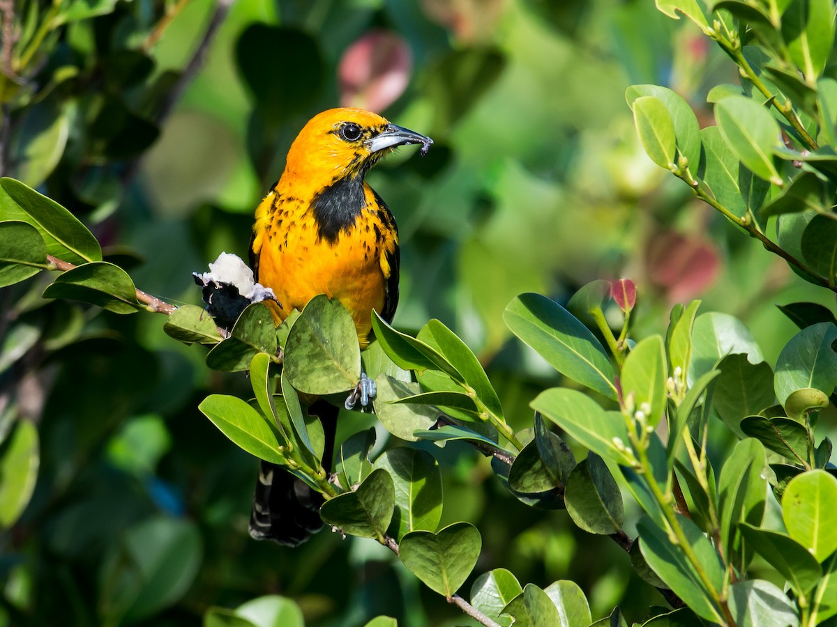 Spot-breasted Oriole - ML620424553