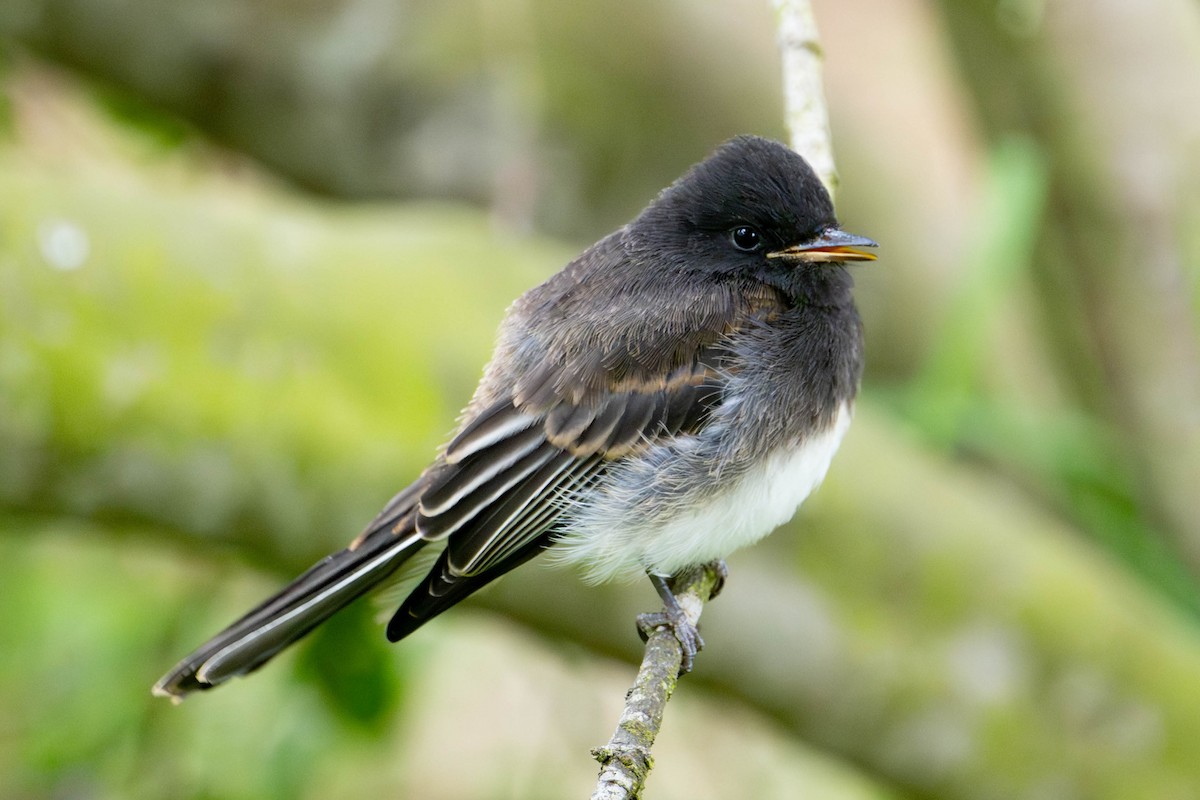 Black Phoebe - ML620424555