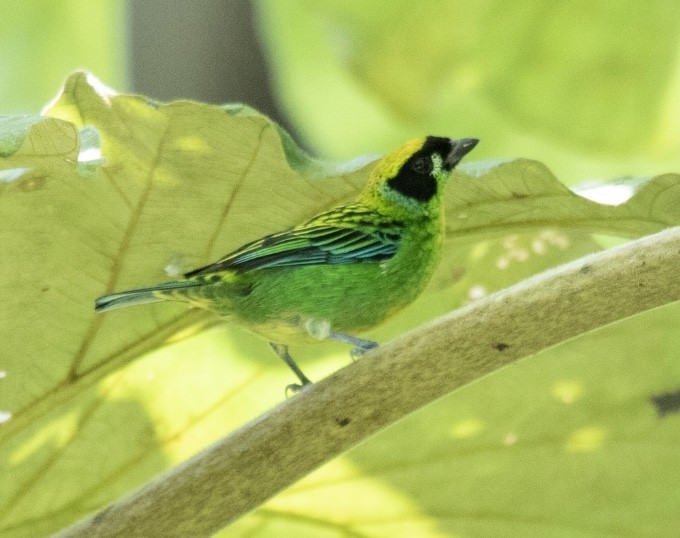 Green-and-gold Tanager - ML620424562